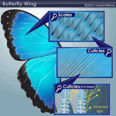 butterfly-color-wing